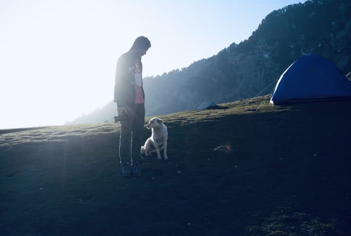 Dawn walk with a dog