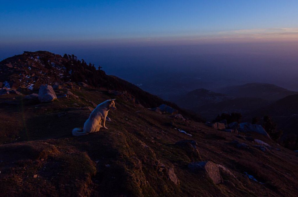 Dog at Triund, dusk