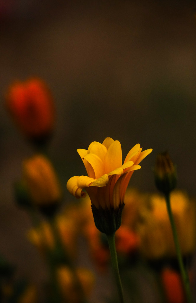 Flower at dawn