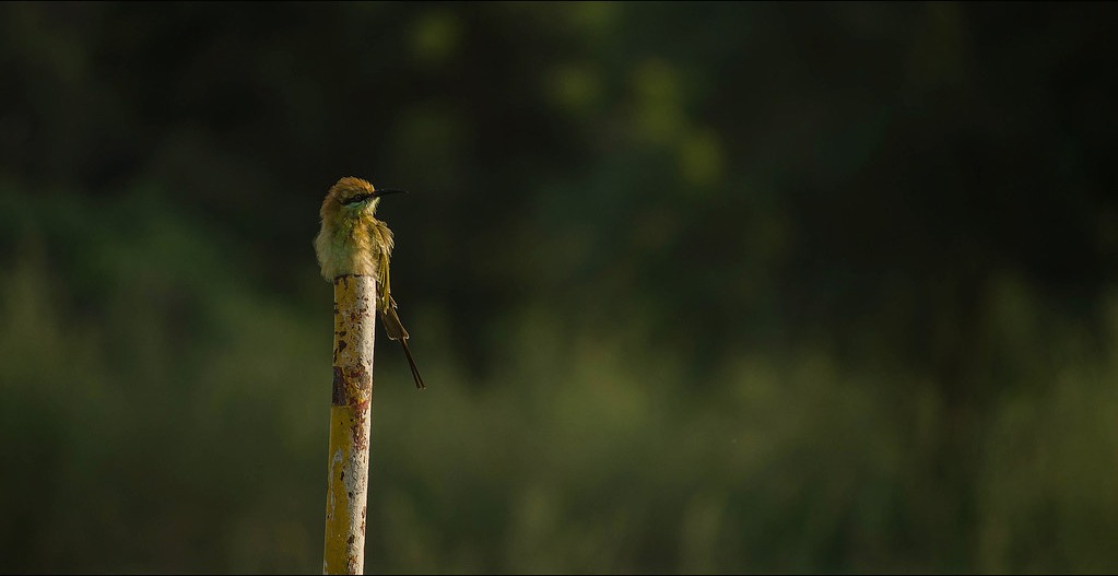 Bee-eater on a pole